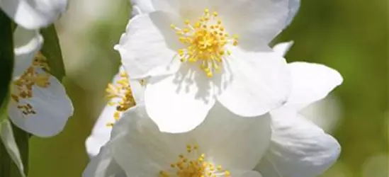 Gartenjasmin 'Belle Etoile'