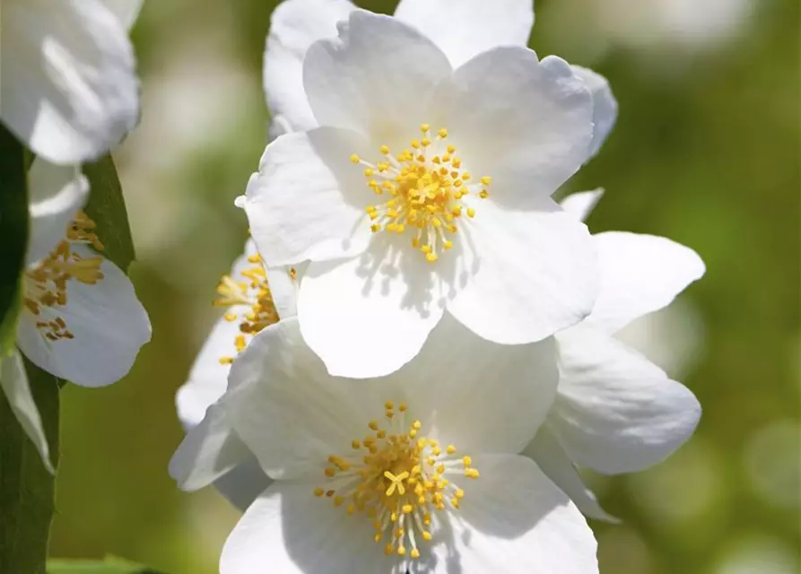 Duftender Bauernjasmin