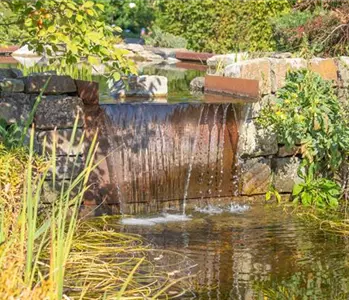 WASSERPFLANZEN FüR DEN GARTENTEICH