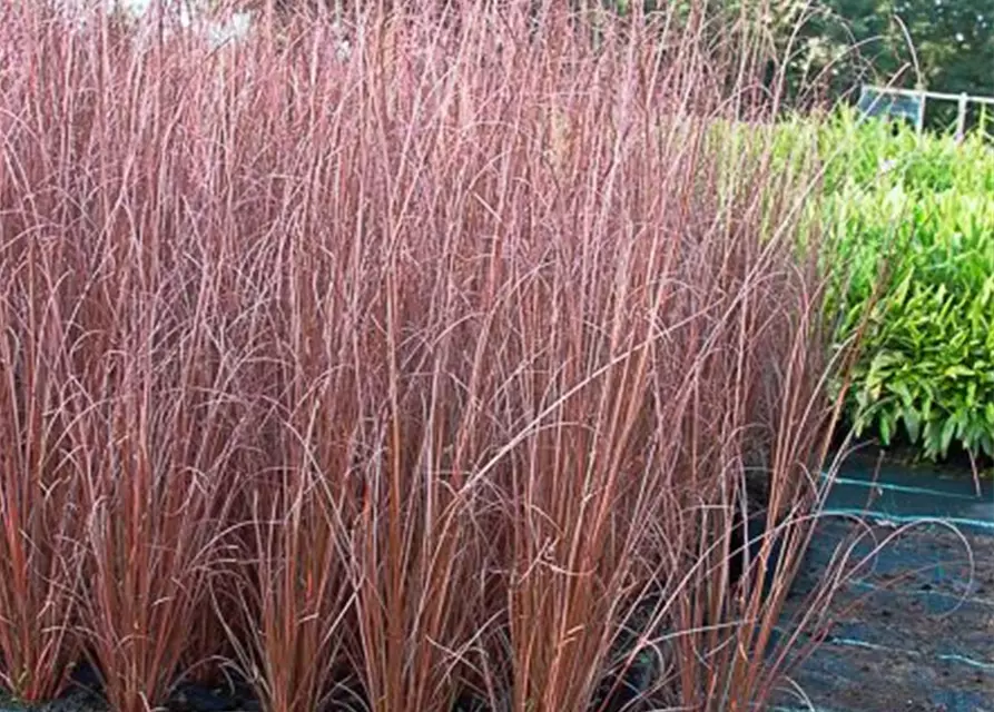 Carex buchananii