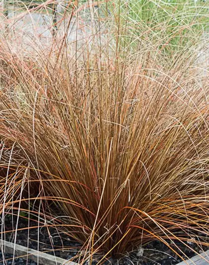 Carex buchananii