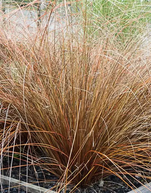 Carex buchananii