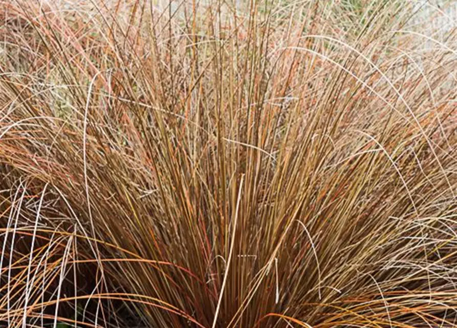 Carex buchananii