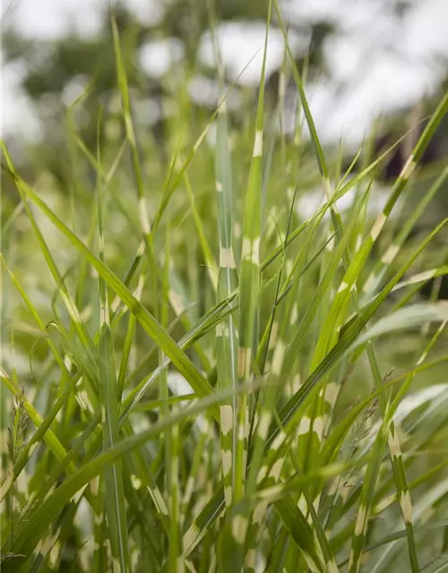 Garten-Chinaschilf 'Zebrinus'