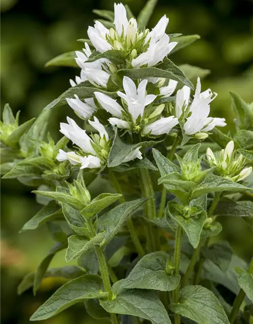 Campanula glomerata 'Alba'