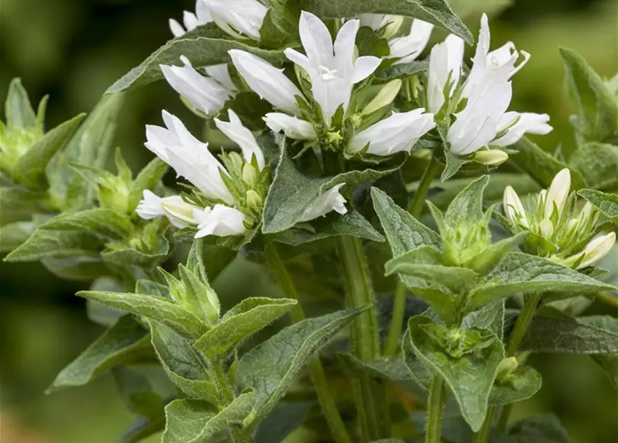 Campanula glomerata 'Alba'