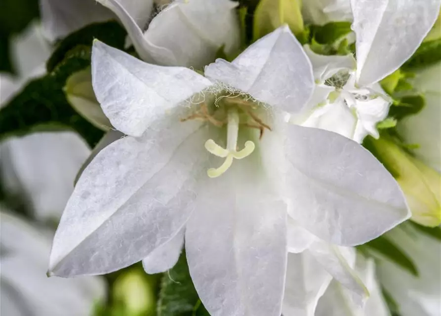 Campanula glomerata 'Alba'