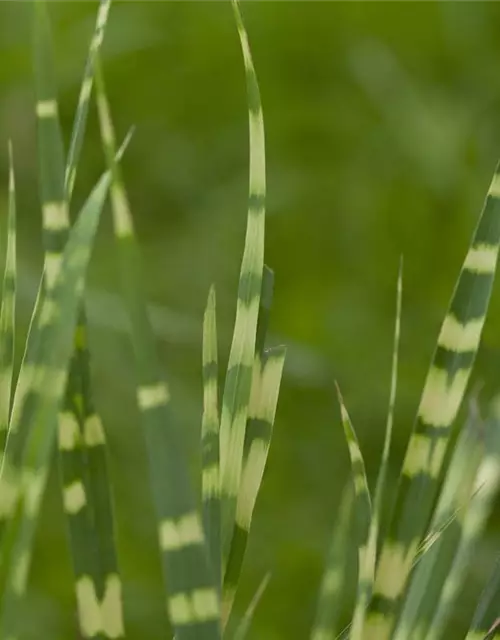 Garten-Chinaschilf 'Zebrinus'