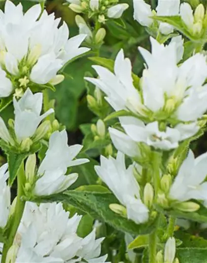 Campanula glomerata 'Alba'