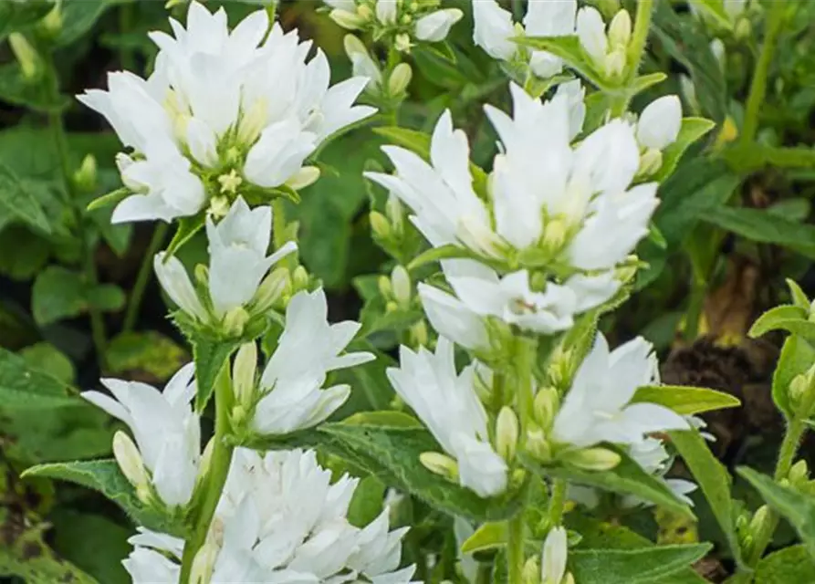 Campanula glomerata 'Alba'