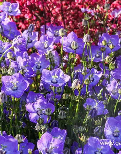 Campanula carp.'Samantha' -R-