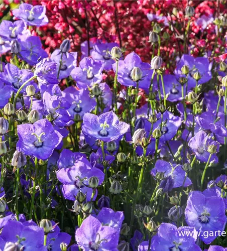 Campanula carp.'Samantha' -R-