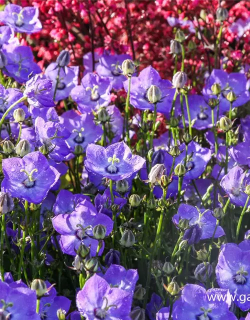 Campanula carp.'Samantha' -R-