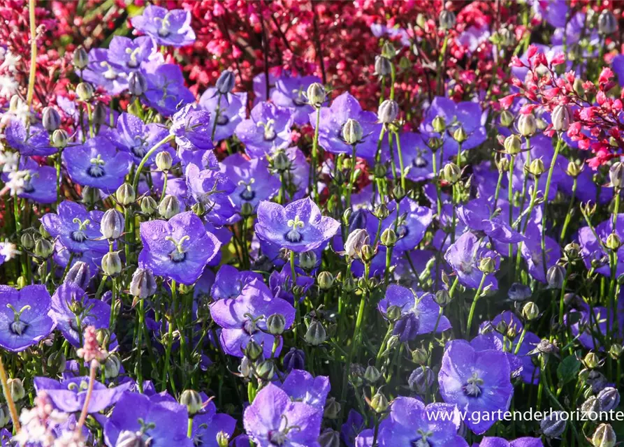 Campanula carp.'Samantha' -R-