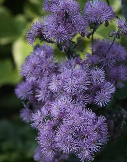 Akeleiblättrige Wiesenraute