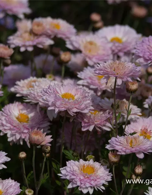 Chrysanthemum x hort.'Andante'