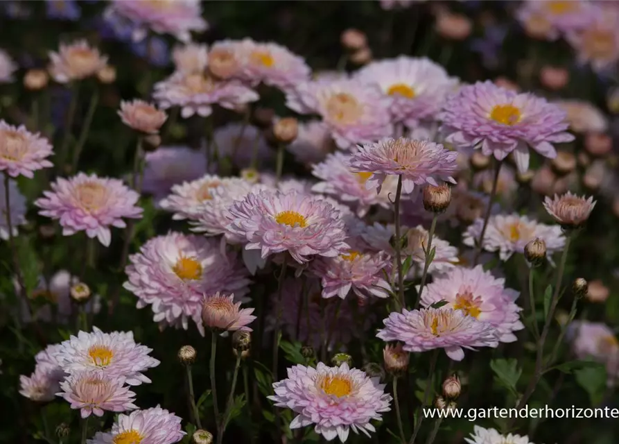 Chrysanthemum x hort.'Andante'