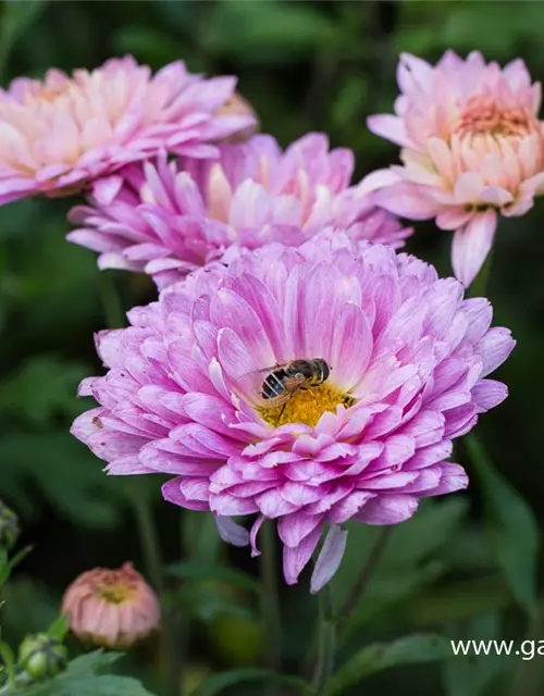 Chrysanthemum x hort.'Andante'