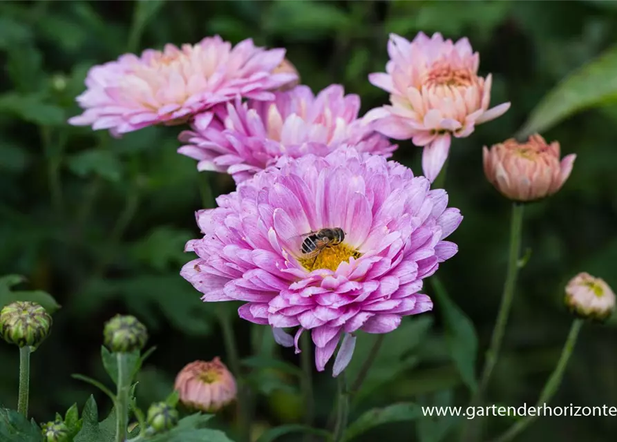 Chrysanthemum x hort.'Andante'