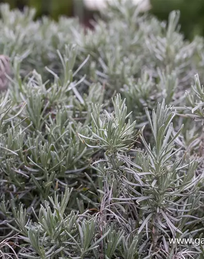 Bastard-Garten-Lavendel