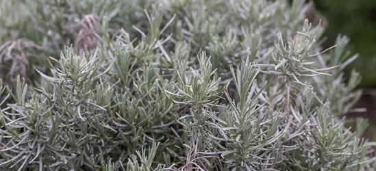 Bastard-Garten-Lavendel