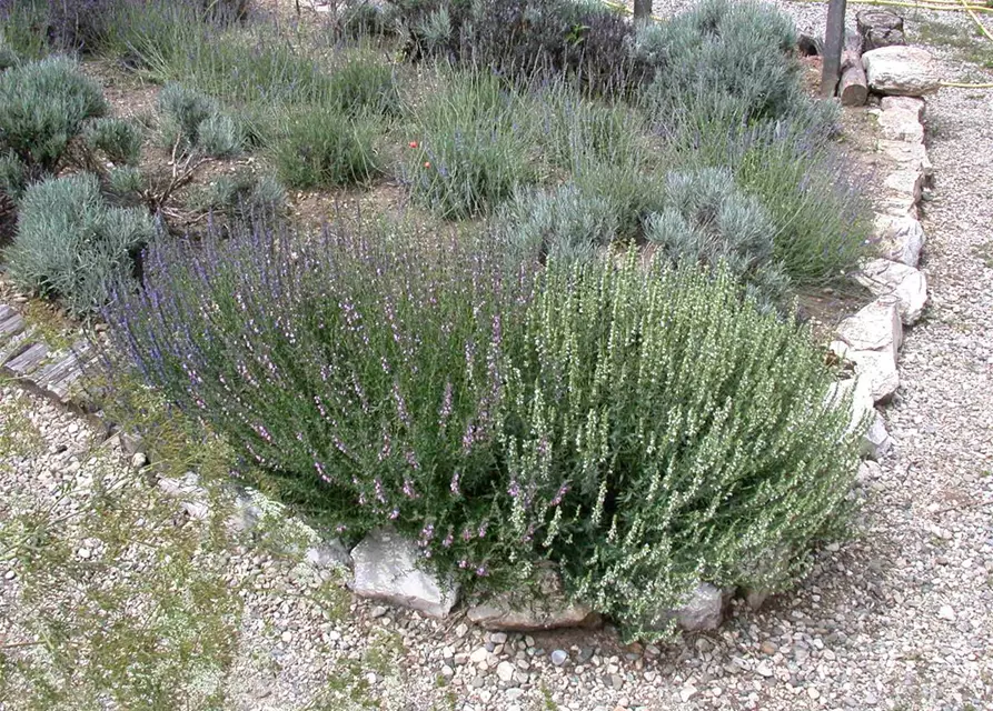 Bastard-Garten-Lavendel