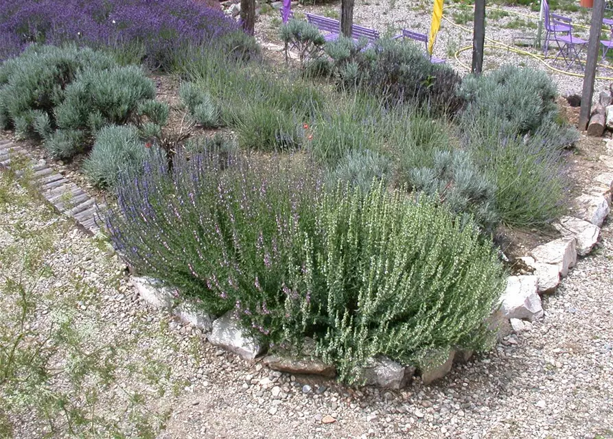 Bastard-Garten-Lavendel