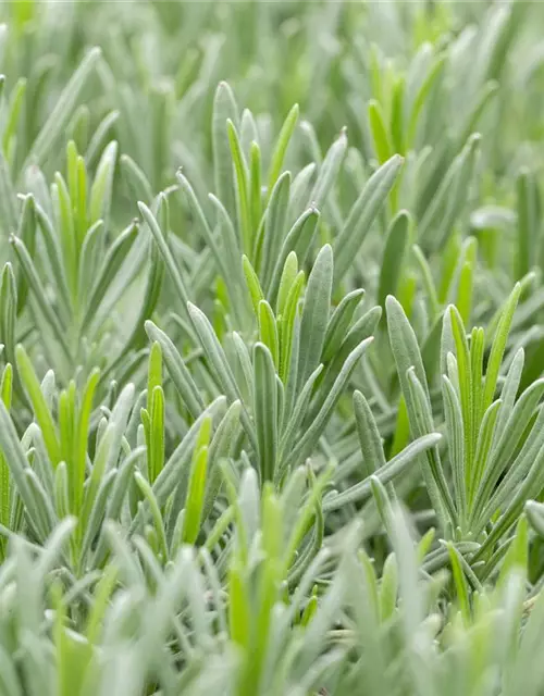 Bastard-Garten-Lavendel