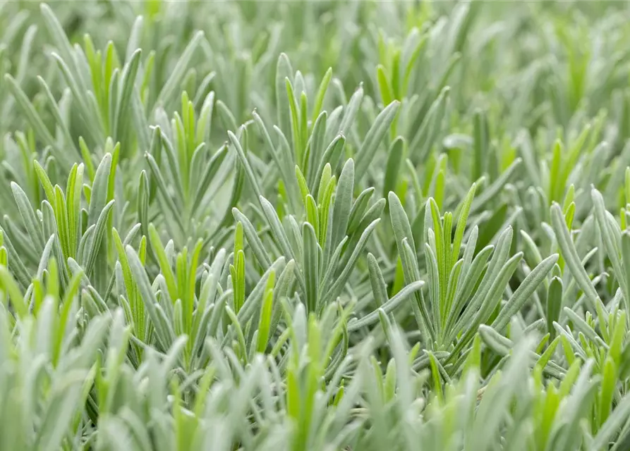 Bastard-Garten-Lavendel