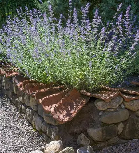 Blauraute 'Blue Spire'