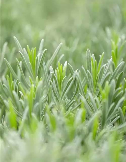 Bastard-Garten-Lavendel