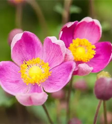 China-Herbst-Anemone 'Praecox'