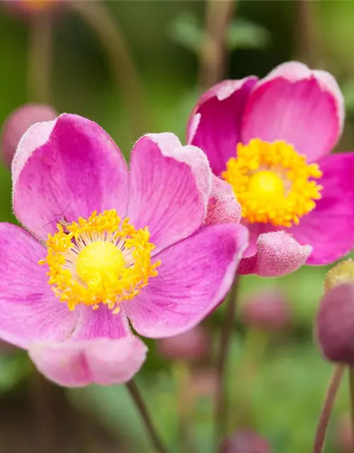 China-Herbst-Anemone 'Praecox'