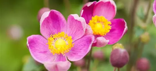 China-Herbst-Anemone 'Praecox'