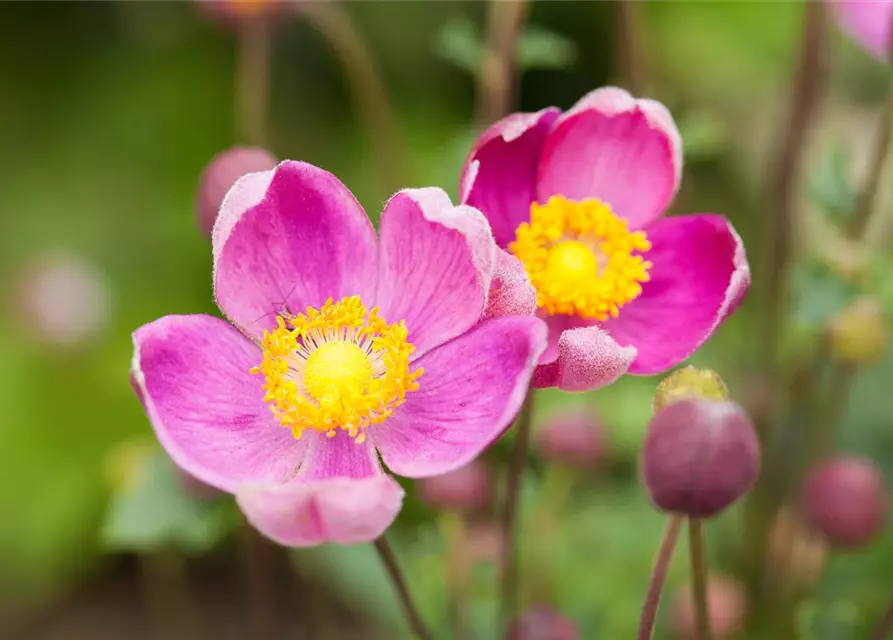 China-Herbst-Anemone 'Praecox'