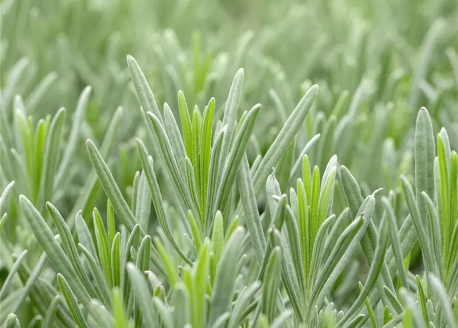 Bastard-Garten-Lavendel