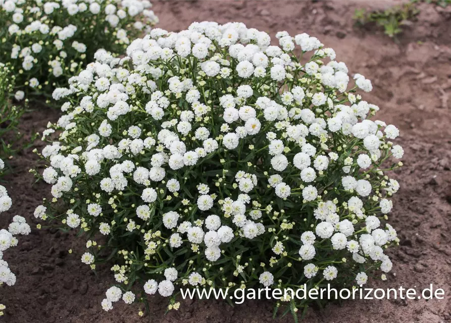 Garten-Bertrams-Garbe 'Diadem'