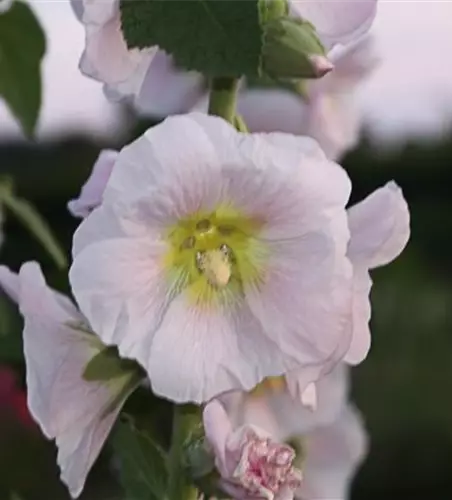 Bleiche Stockrose