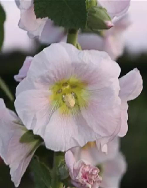 Bleiche Stockrose