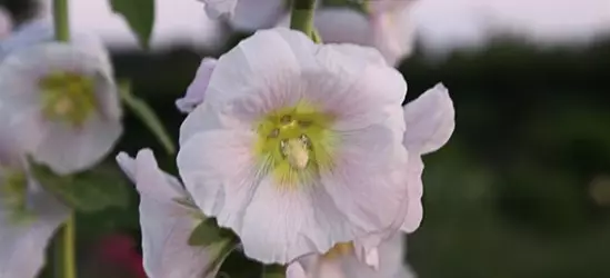 Bleiche Stockrose