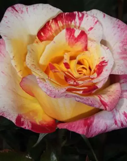 Edelrose 'Camille Pissaro'