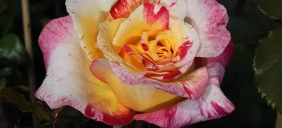 Edelrose 'Camille Pissaro'