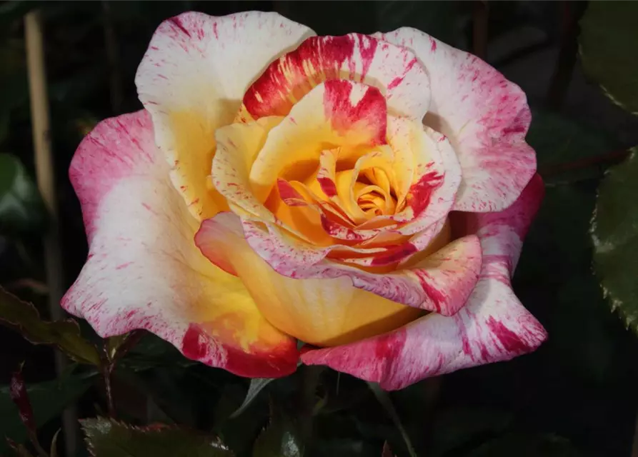 Edelrose 'Camille Pissaro'