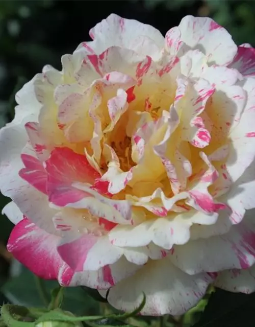 Edelrose 'Camille Pissaro'