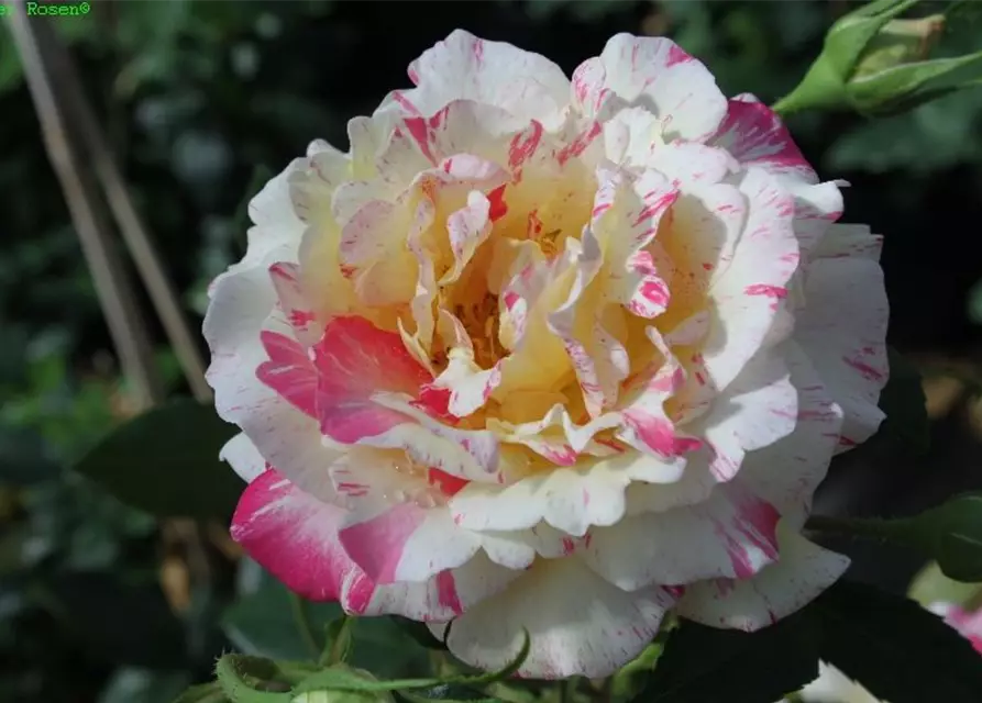 Edelrose 'Camille Pissaro'