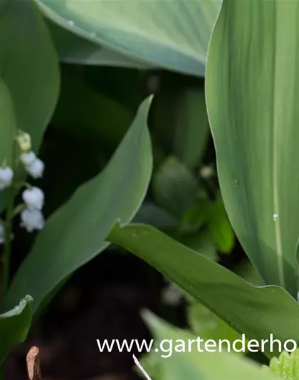 Convallaria majalis 'Grandiflora'