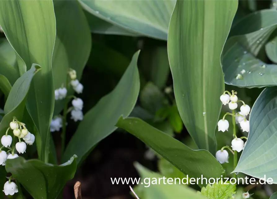 Convallaria majalis 'Grandiflora'