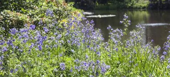 Blaublühende Jakobsleiter