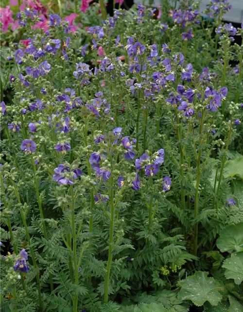 Blaublühende Jakobsleiter