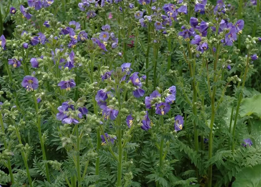 Blaublühende Jakobsleiter